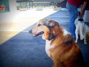 532681_362403813826722_225847366_n